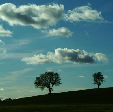small-tree-with-sky1